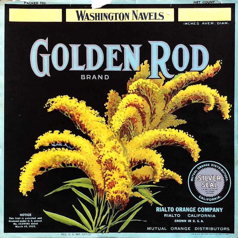 Golden Rod