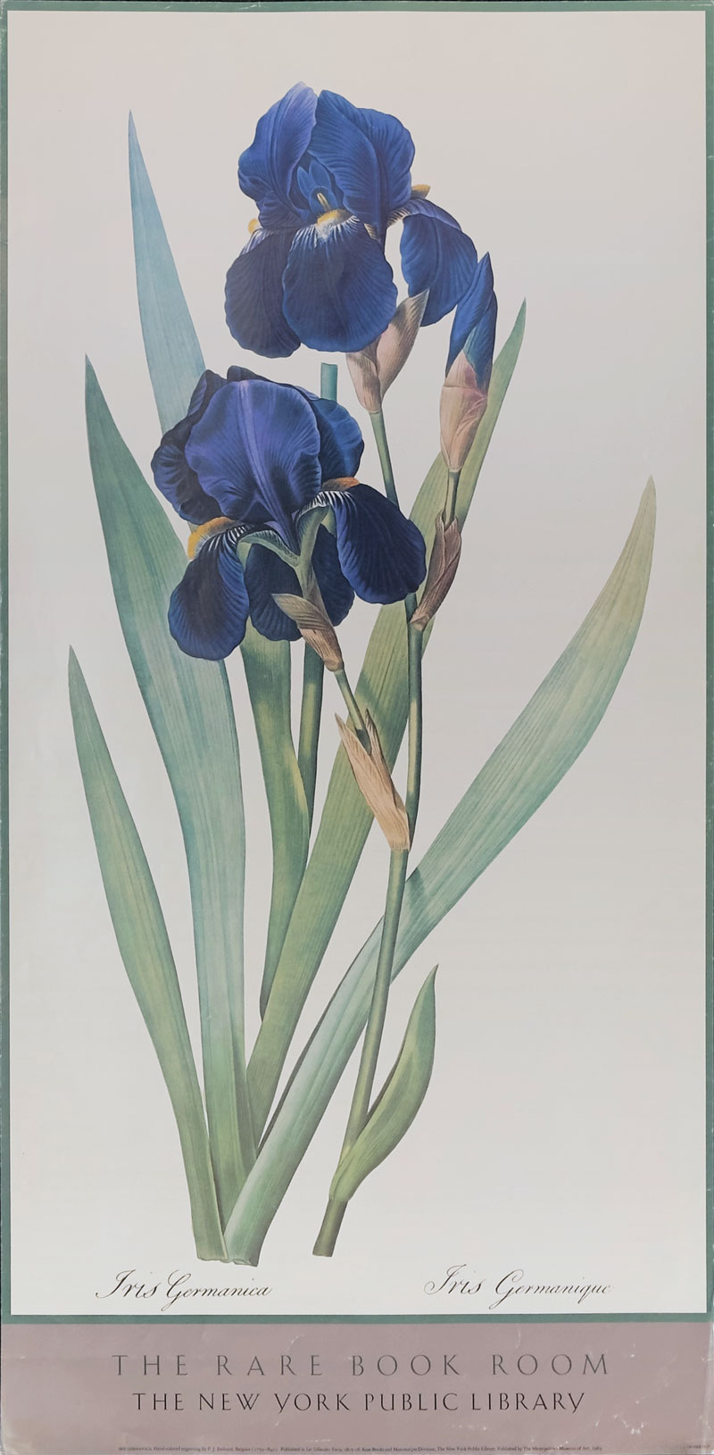 Iris Germanica